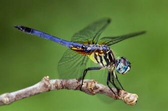 Dragonfly HD Wallpaper