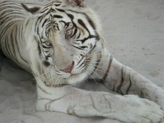 Beautiful Wallpaper White Bengal Tiger Pictures