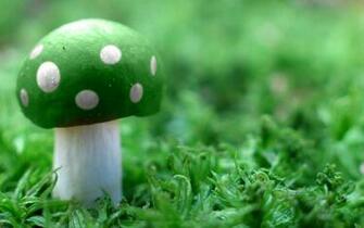 Mushroom Wallpaper For Desktop