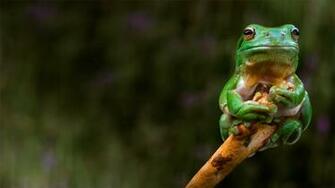 Bing Wallpaper Archive