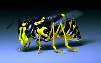 3d Wallpaper Widescreen For Desktop