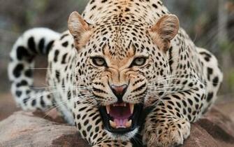 Header Templates Desktop Wallpaper Leopard Eyes
