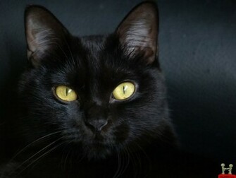 Beautiful Pure Black Cat HD Wallpaper E Entertainment