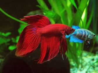 Red Fish Wallpaper