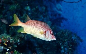 Red Fish Wallpaper Pictures