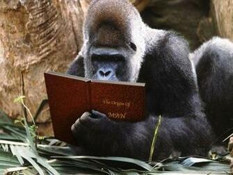 Reading Wallpaper Background Theme Desktop