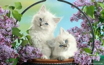 Cute Animal Desktop Background Image