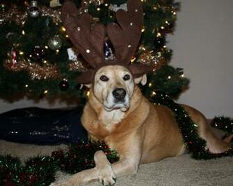 Christmas Wallpaper Zamboni Dog With Antlers
