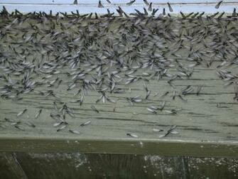 Best Termite Wallpaper