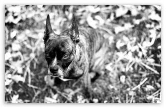 Boston Terrier HD Wallpaper For Standard Fullscreen Uxga Xga
