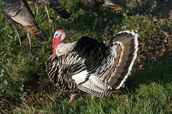 Wild Turkey Struts His Stuff A Flock Of Turkeys One Tom And Six