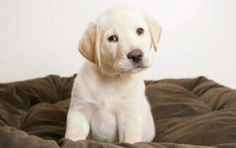 Cute Puppy Eyes Wallpaper HD