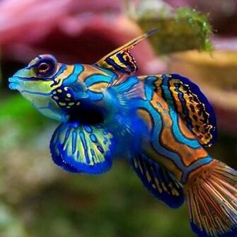 App Aquarium Live Wallpaper Android Forums At Androidcentral