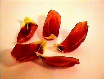 Petals Image Search Results