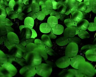 Wallpapere Verde Clover Wallpaper