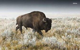 Buffalo Wallpaper Animal