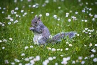 Squirrel Computer Wallpaper Desktop Background Id