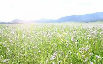 Spring Field Mac Wallpaper