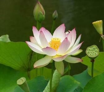 Lotus Pod Water Lilly Wallpaper Desktop WallscreenHD