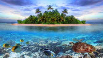 Marine Life Tropical Island 4k Ultra HD Wallpaper