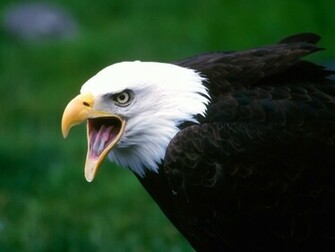 Screaming Eagle Wallpaper HD