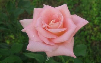 Wallpaper Widescreen Pink Roses Rose