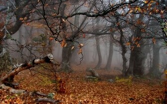Creepy Forest Wallpaper