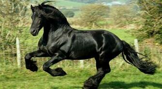 American Quarter Horse Wallpaper Desktop