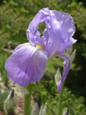 High Definition Wallpaper Photo Iris Html