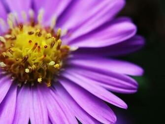 Bright Flower Desktop Wallpaper