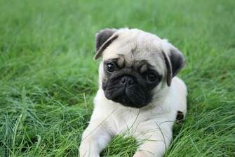Soil Pugs Cute Pug Puppies Dog Things