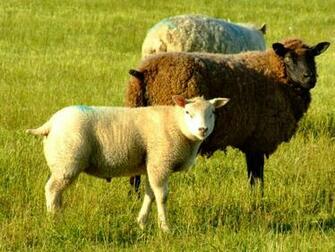 Sheep Lamb Photos Desktop Background Wallpaper