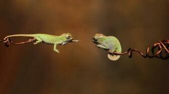 Cute Two Chameleon Wallpaper Android Wallpaperlepi