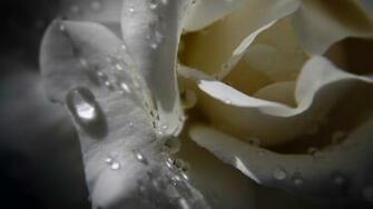 Water Drops On White Rose Wallpaper