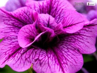 Pink Flower And Butterfly Wallpaper HD Purple