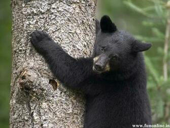 Black Bear Wallpaper American Bears HD