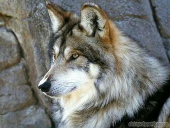 Wolf Animal Desktop Wallpaper Pc