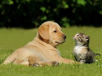 C Es E Gatos Podem Viver Em Harmonia Doglink