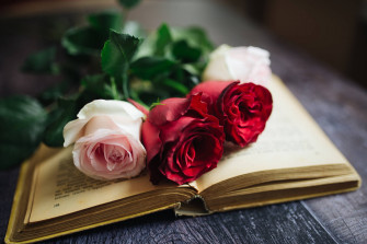 Aesthetic Rose Wallpaper