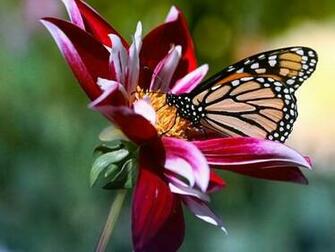 Flowers And Butterfly Screensaver Screensavers
