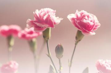 Pink Carnations Wallpaper