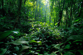 Rain Forest Background Wallpaper