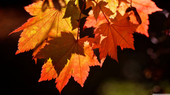 Enjoying Autumn In All Its Glory With Beautiful Red Maple