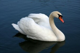 Swan Wallpaper