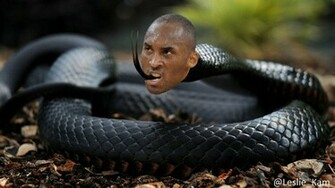 Black Mamba Snake