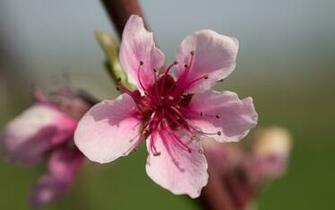 Peach Blossom Wallpaper