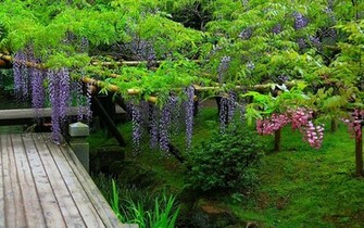 Sun Shines Wisteria Flowers Wallpaper