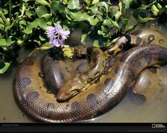 Top Collection Of Anaconda Wallpaper