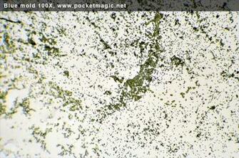 Mold Under Microscope HD Wallpaper