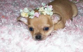 Chihuahuas Image Do I Look Cute Wallpaper Photos